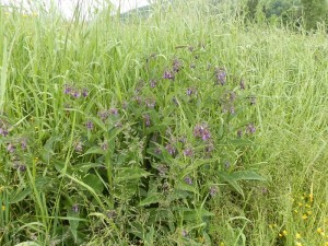 beskid wyspowy 60 (1)